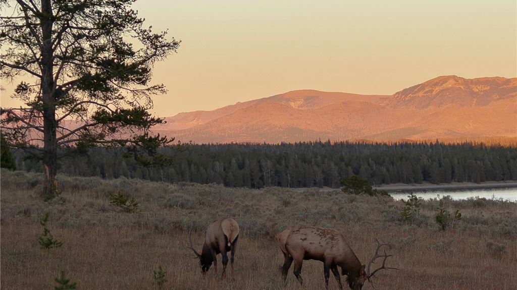 Big Sky Neighborhood: Montana Evening Wildlife