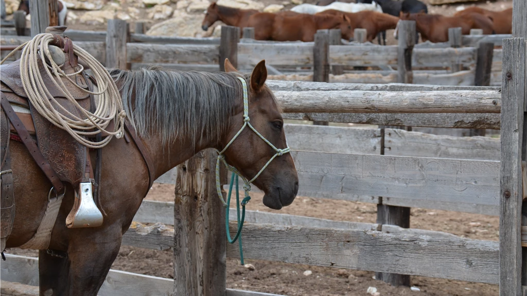 Big Sky Neighborhood: Montana Horses