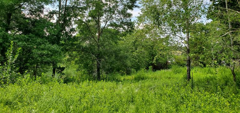 A peaceful summer woodland landscape at dawn with lush greenery and flowers.