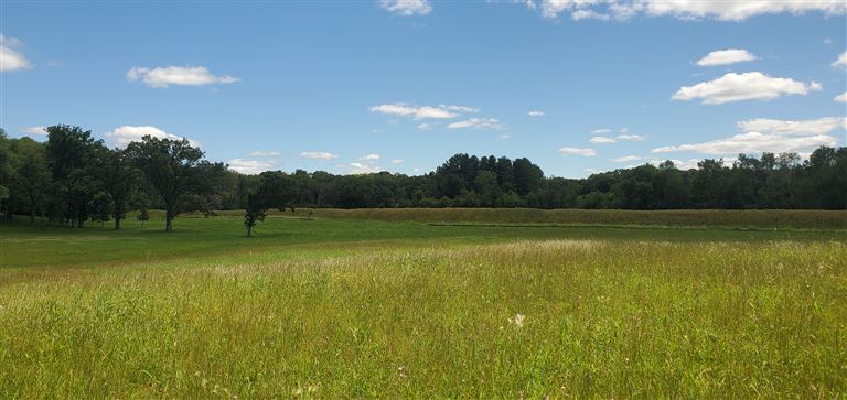 A tranquil rural hayfield in summer with green grass and trees under a clear sky.