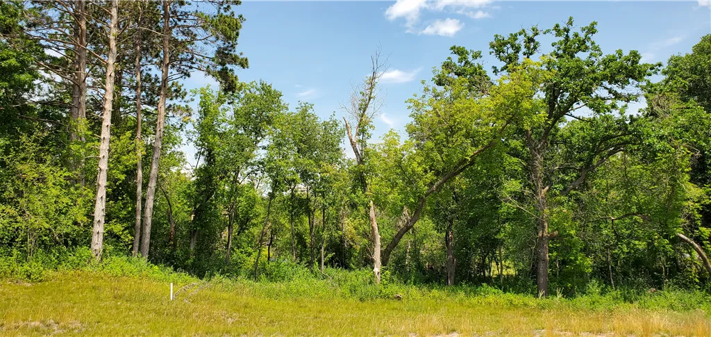 A serene summer woodland landscape with green trees and grass under a clear sky.