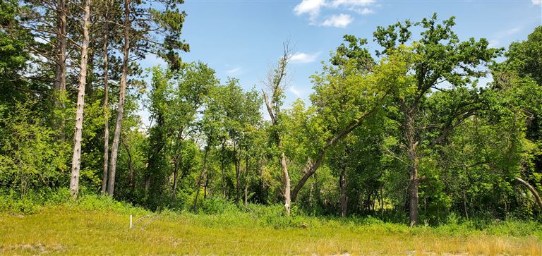 A serene summer woodland landscape with green trees and grass under a clear sky.