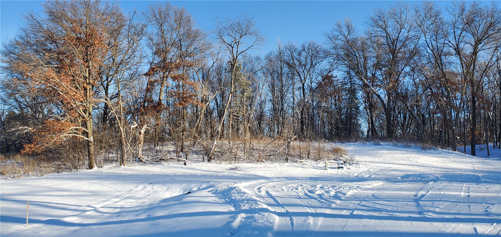 Snow-covered birch park in winter with frosty branches and a serene landscape.